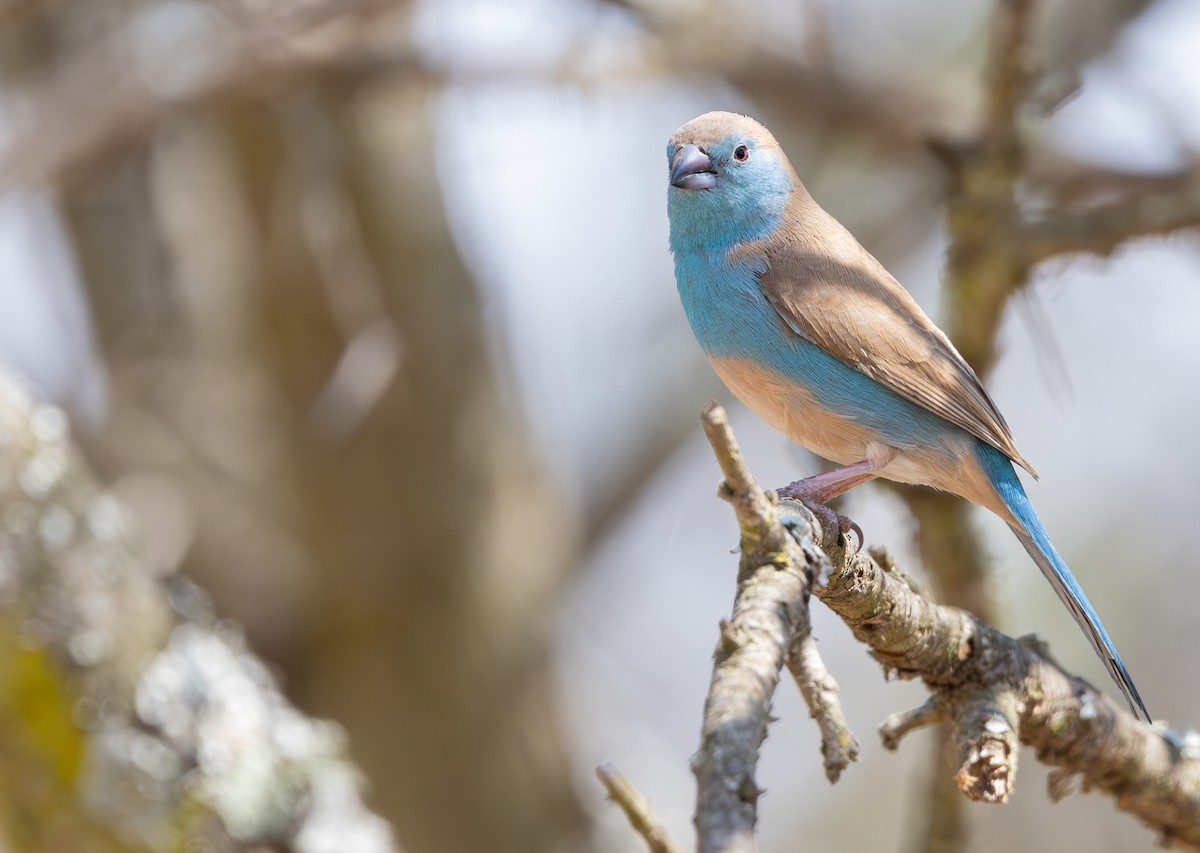 Southern Cordonbleu - ML642816823