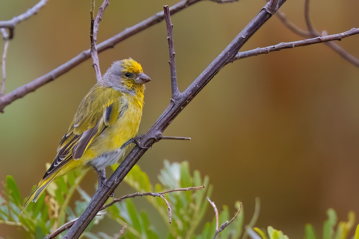 Cape Canary - ML642816824