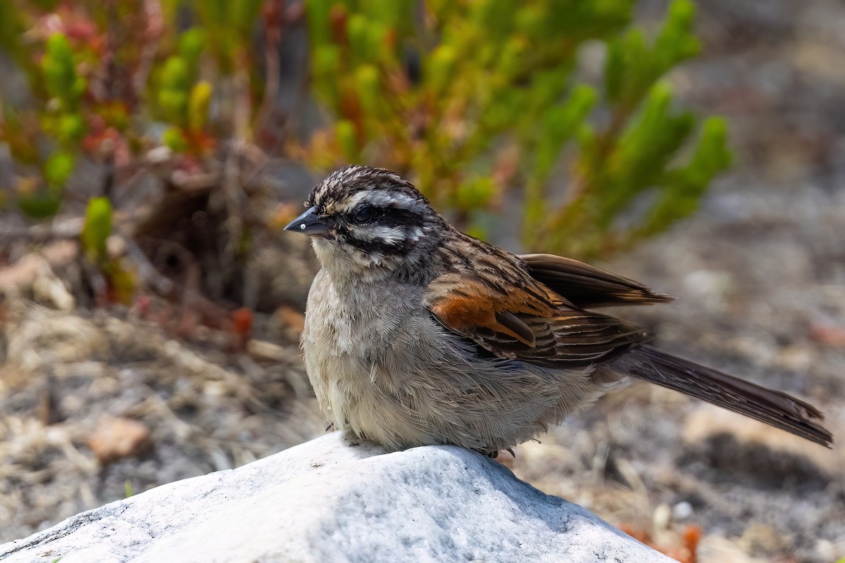 Cape Bunting - ML642816827