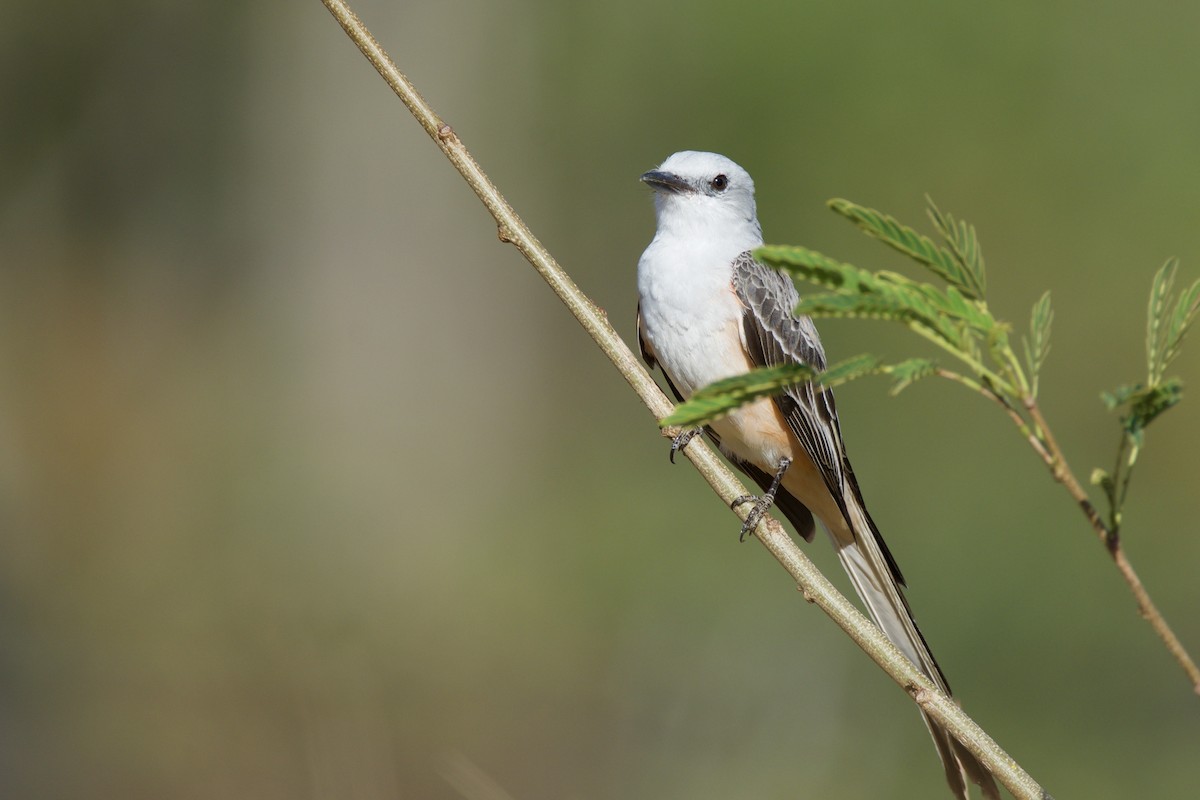 Scissor-tailed Flycatcher - ML642816828