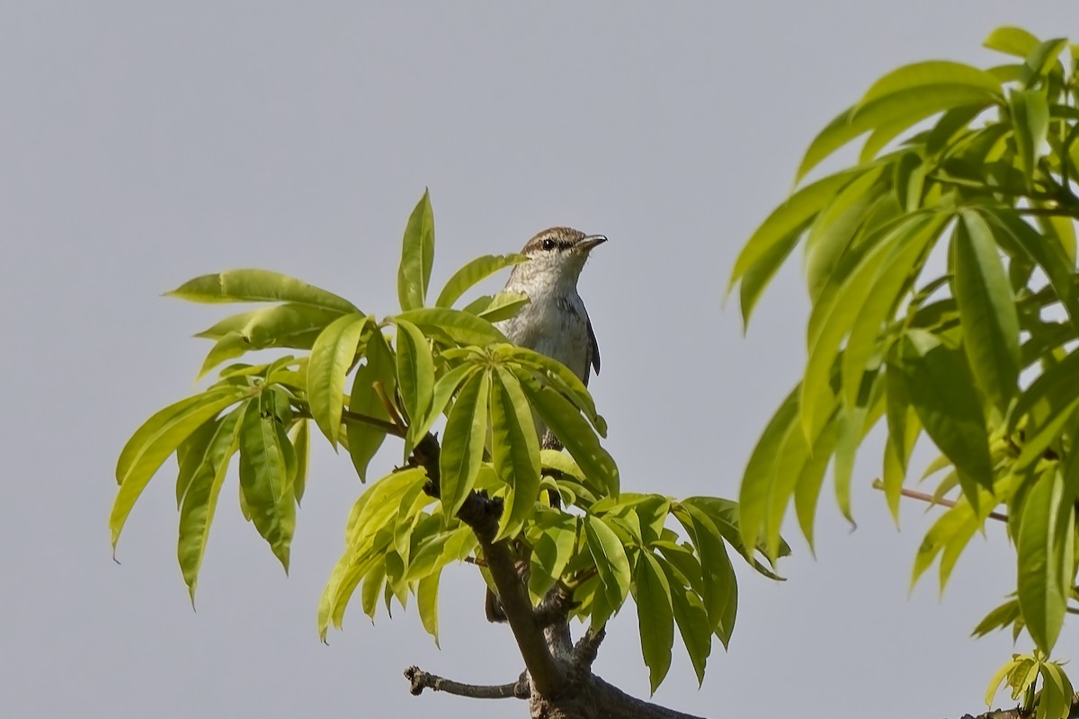 White-shouldered Triller - ML642816850