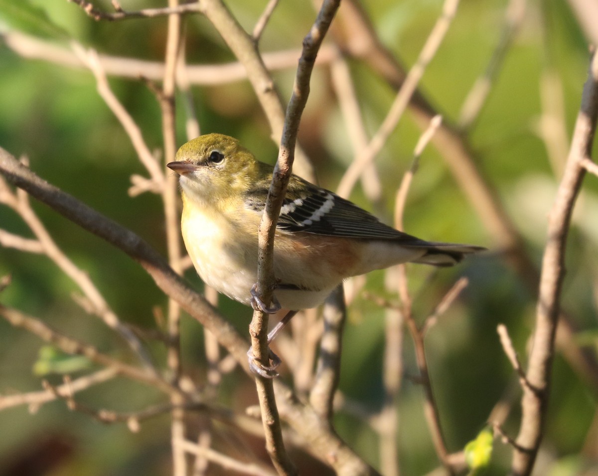Bay-breasted Warbler - ML642816861
