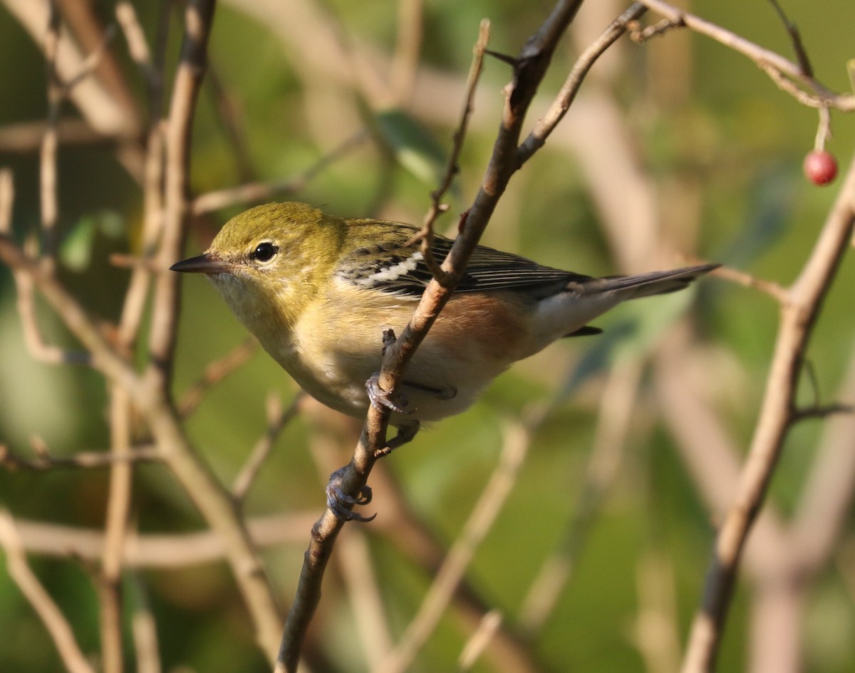Bay-breasted Warbler - ML642816862