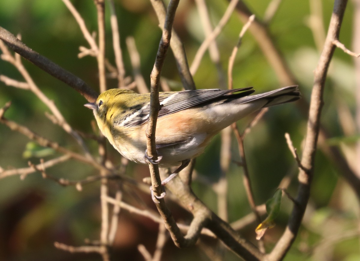 Bay-breasted Warbler - ML642816863