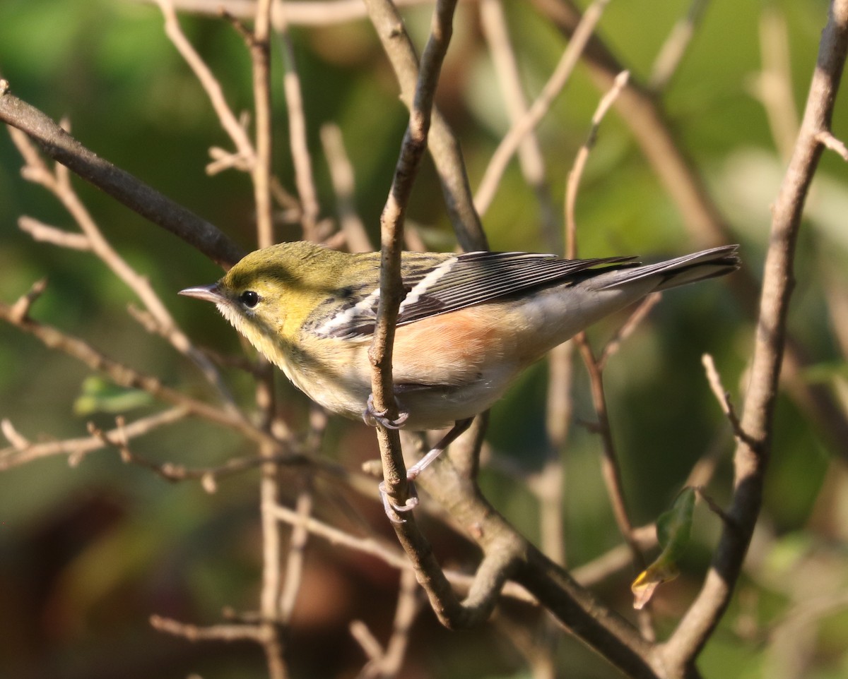 Bay-breasted Warbler - ML642816864