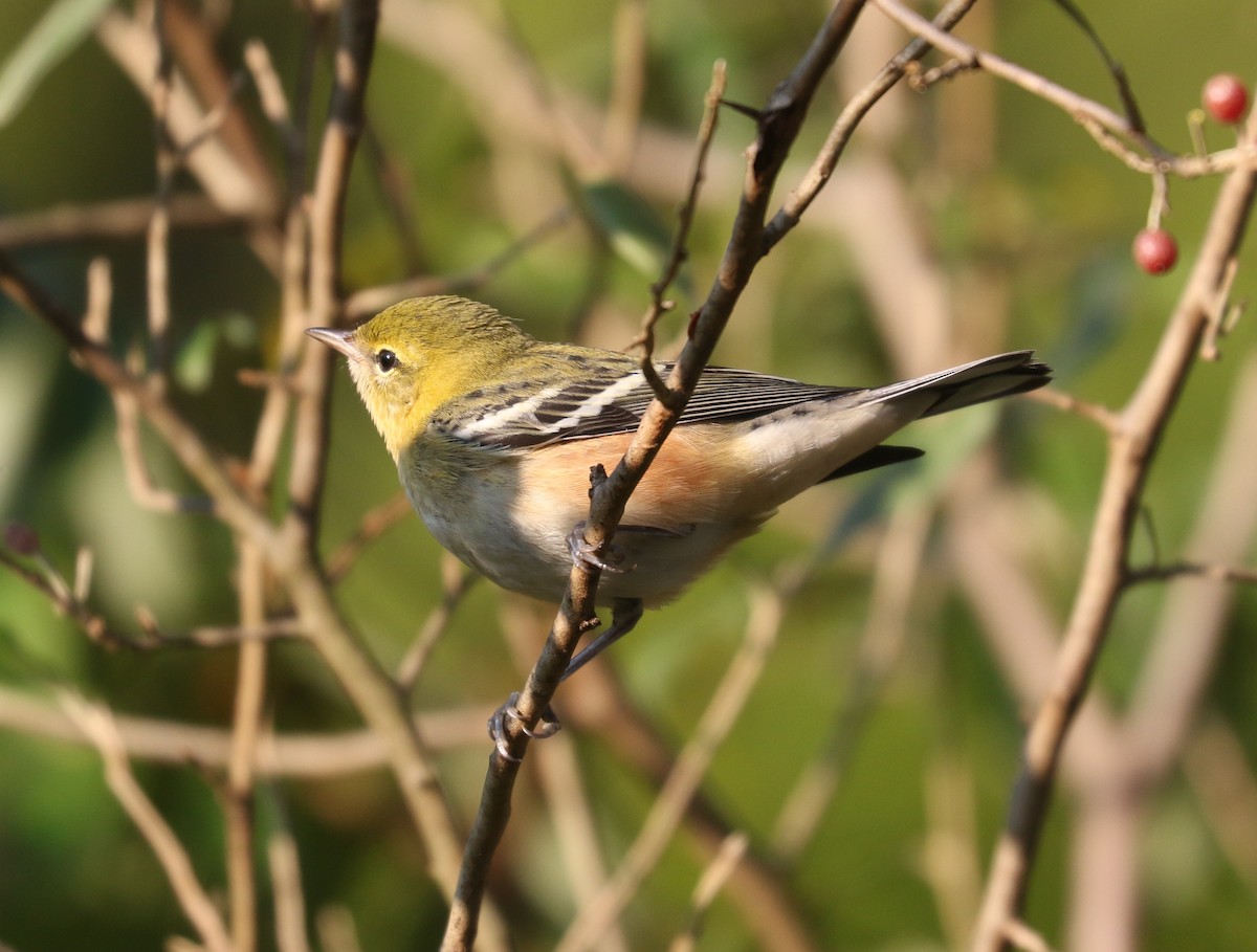 Bay-breasted Warbler - ML642816865