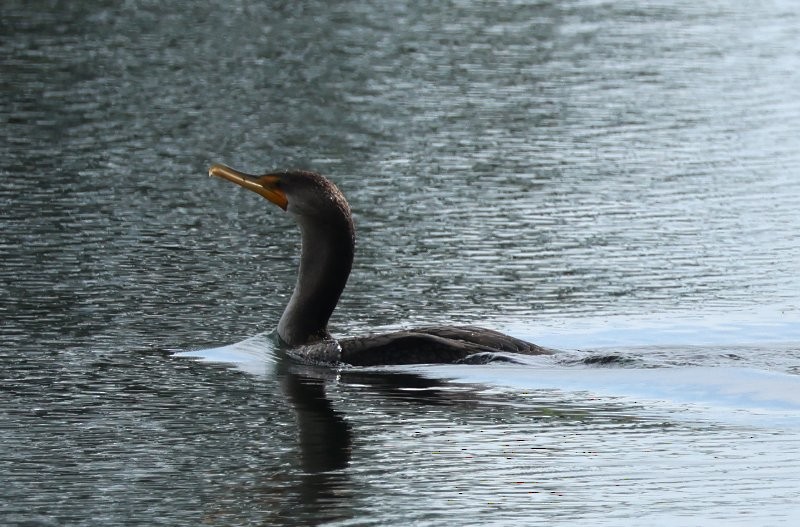 Double-crested Cormorant - ML642816867