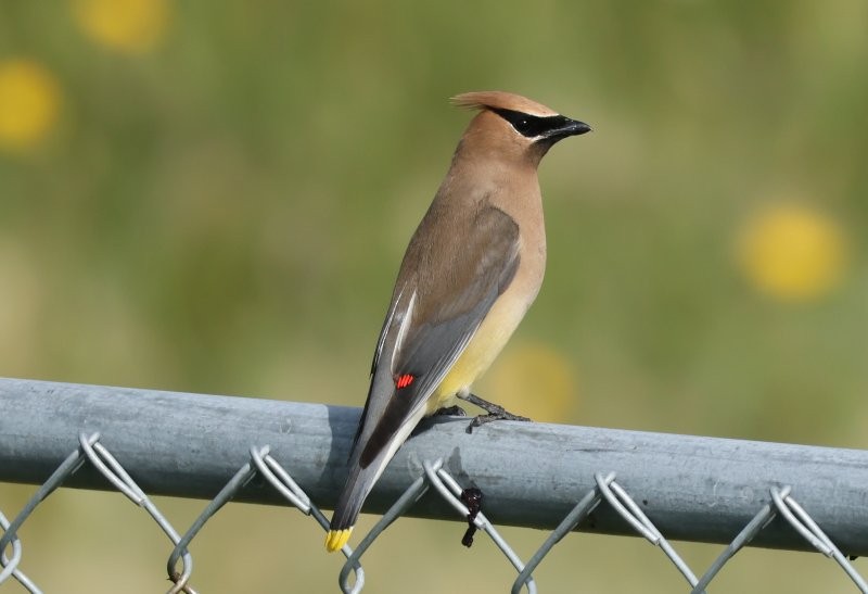 Cedar Waxwing - ML642816870