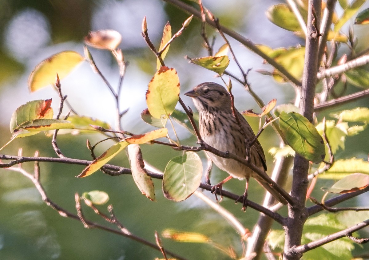 Lincoln's Sparrow - ML642816872