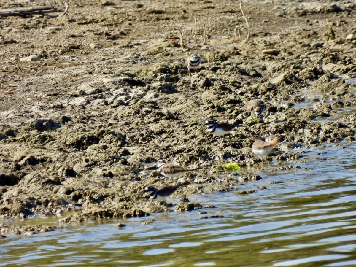 Killdeer - ML642816881
