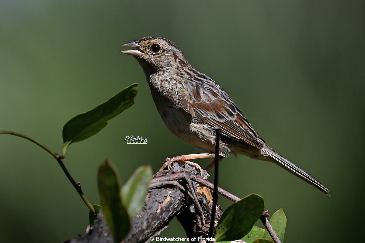 Bachman's Sparrow - ML642816896