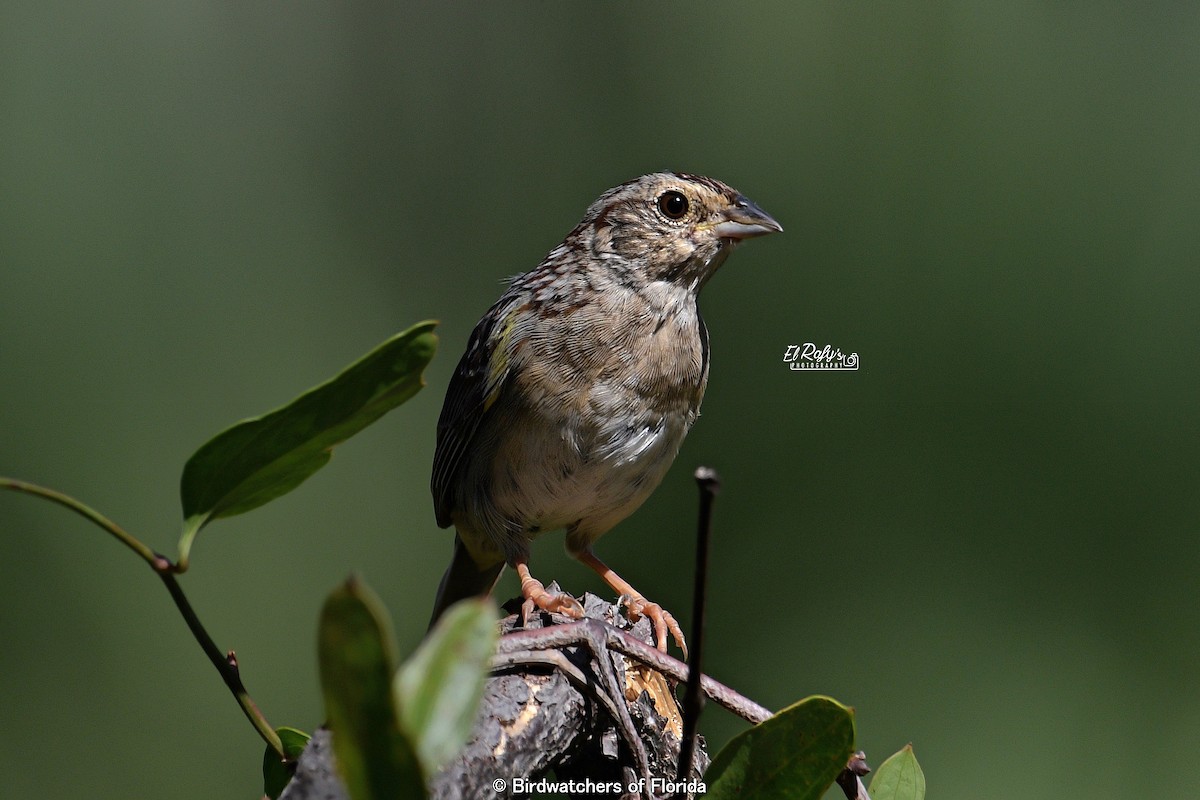 Bachman's Sparrow - ML642816897