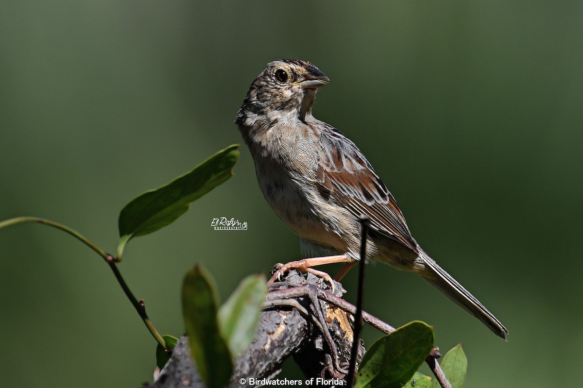 Bachman's Sparrow - ML642816898