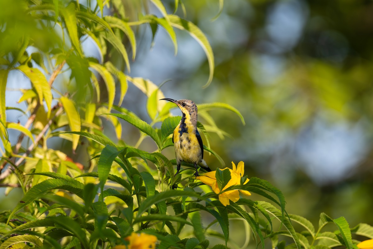 Purple Sunbird - ML642816909