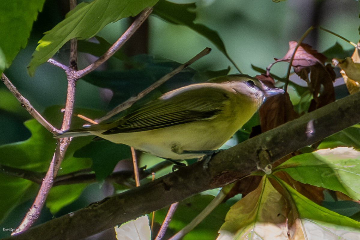 Philadelphia Vireo - ML642816910