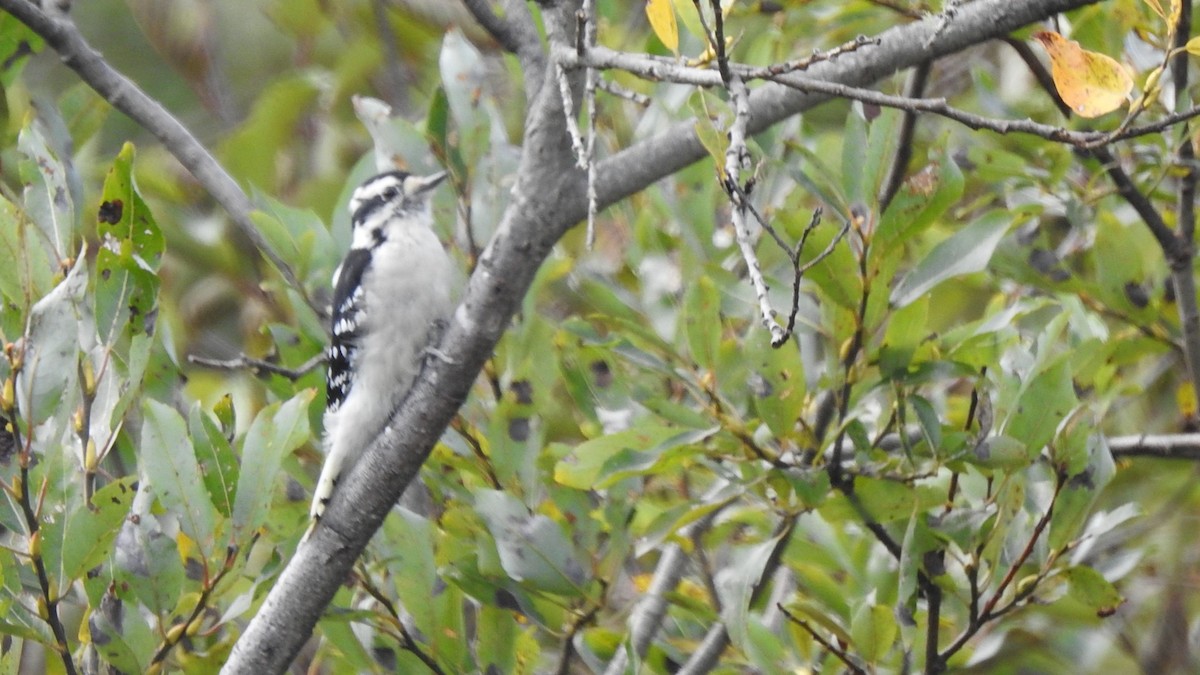 Downy Woodpecker - ML642816914