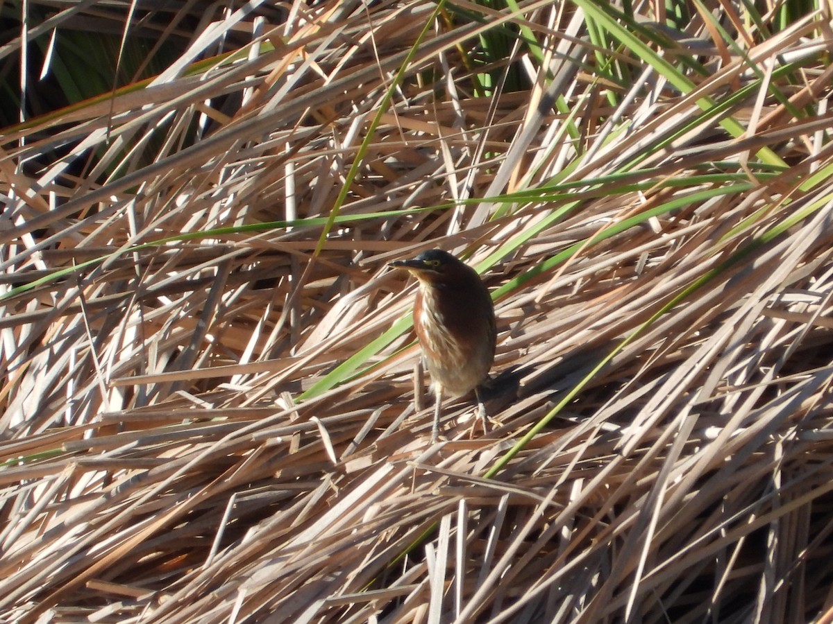 Green Heron - ML642816917