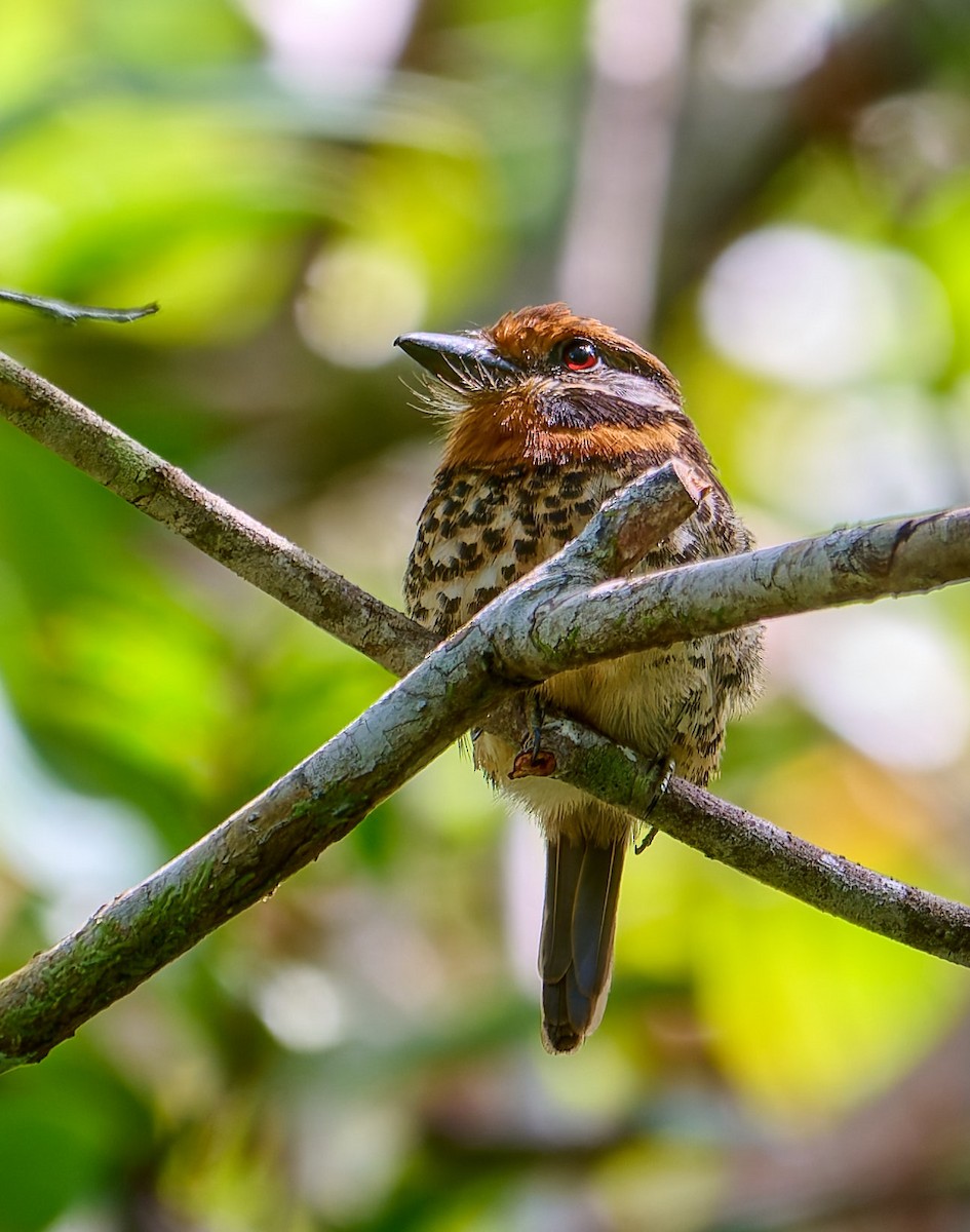 Spotted Puffbird - ML642816930