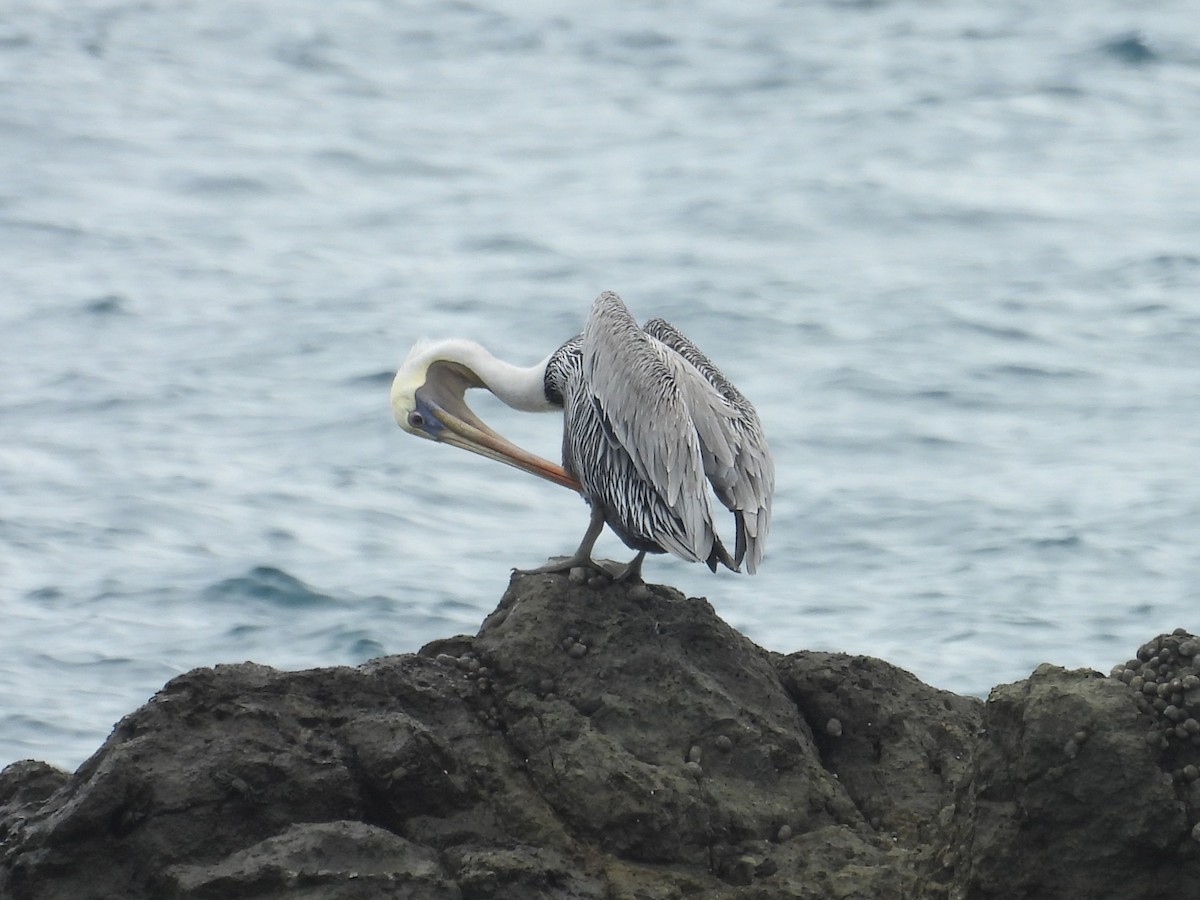 Brown Pelican - ML642816931