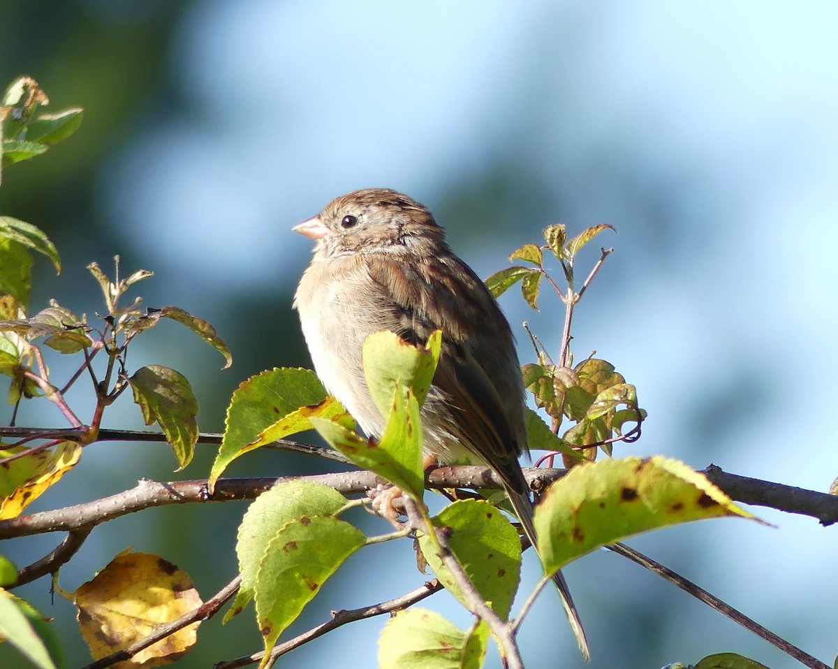 Field Sparrow - ML642816933