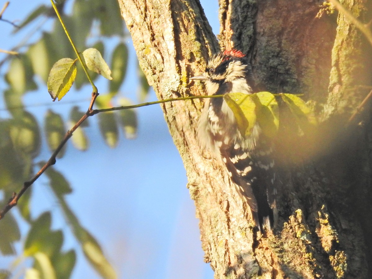 Downy Woodpecker - ML642816938