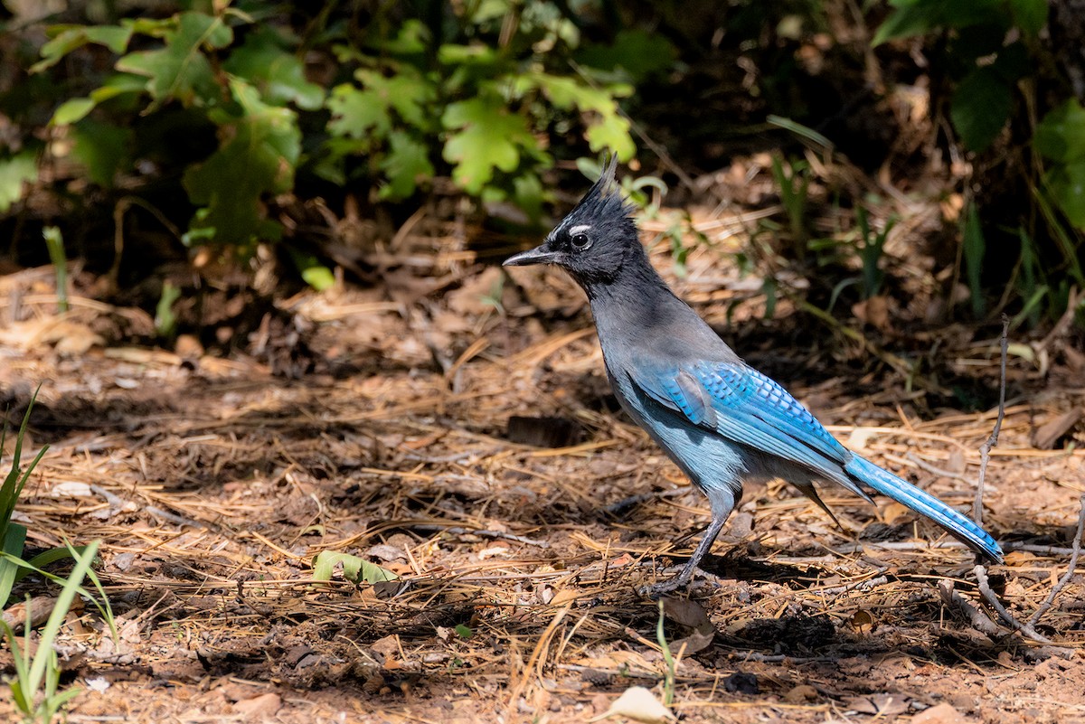Steller's Jay - ML642816940