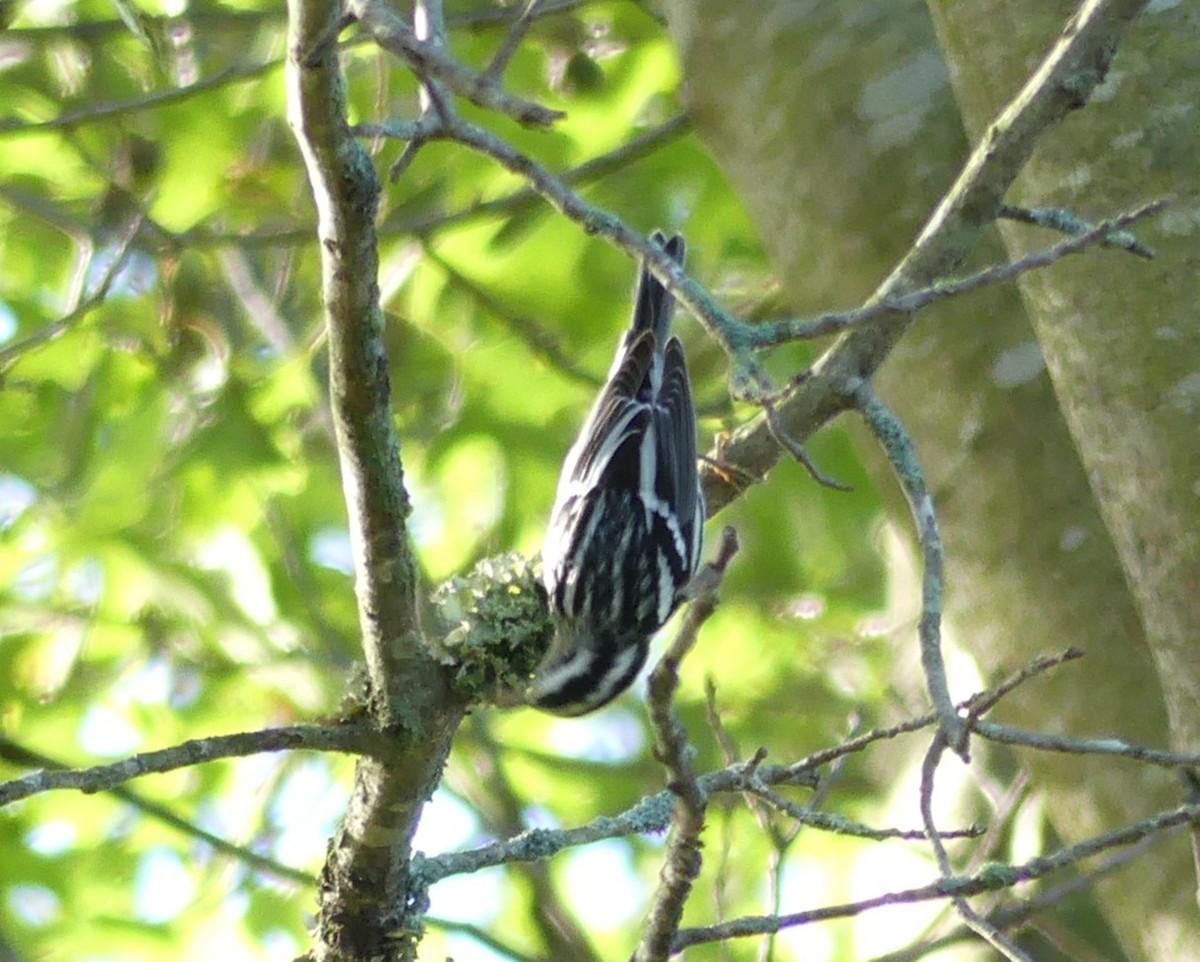 Black-and-white Warbler - ML642816943