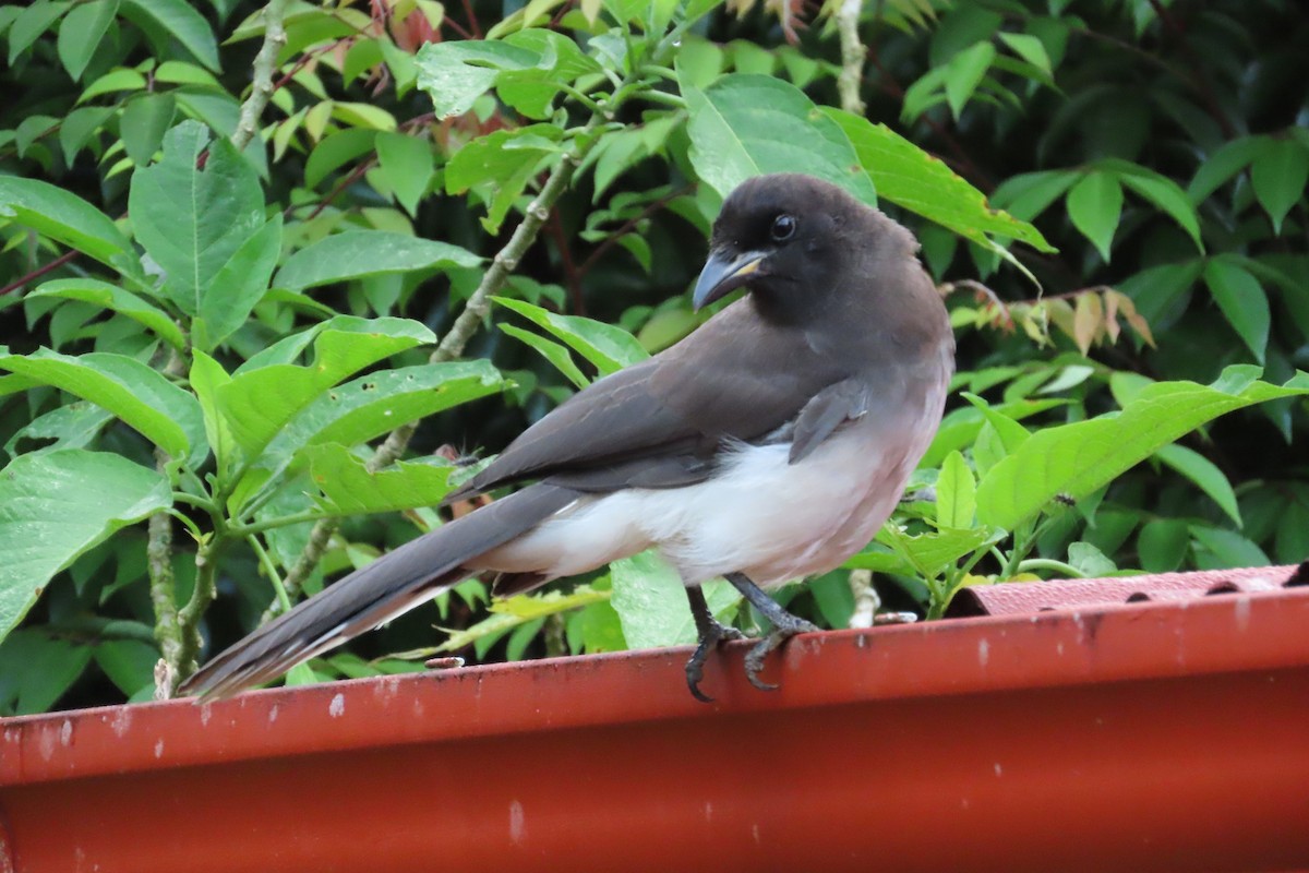 Brown Jay - ML642816946