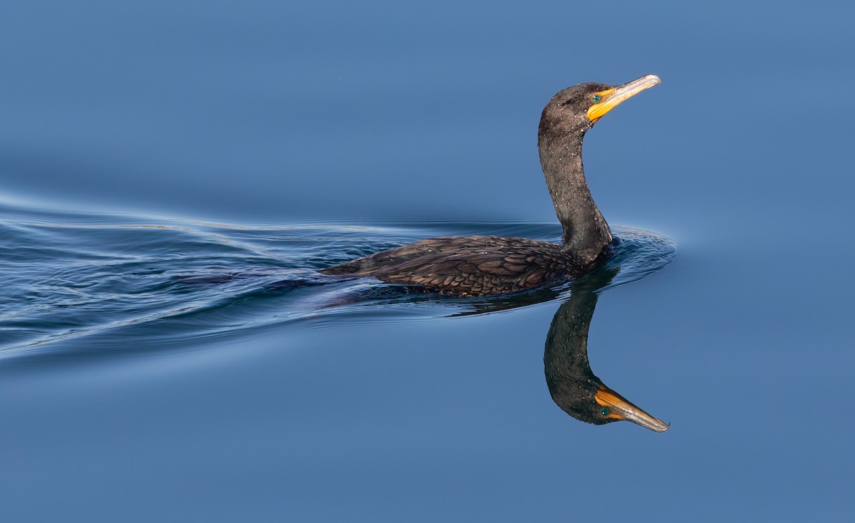 Double-crested Cormorant - ML642816963