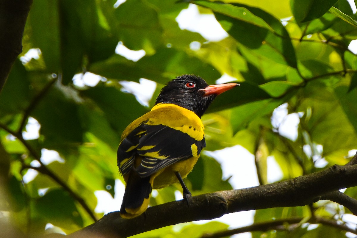 Black-hooded Oriole - ML642816969
