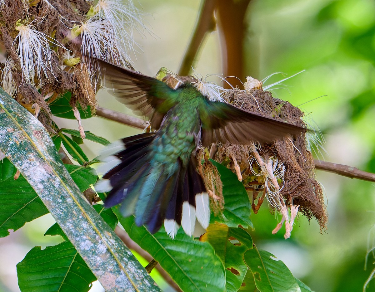 Gray-breasted Sabrewing - ML642816973