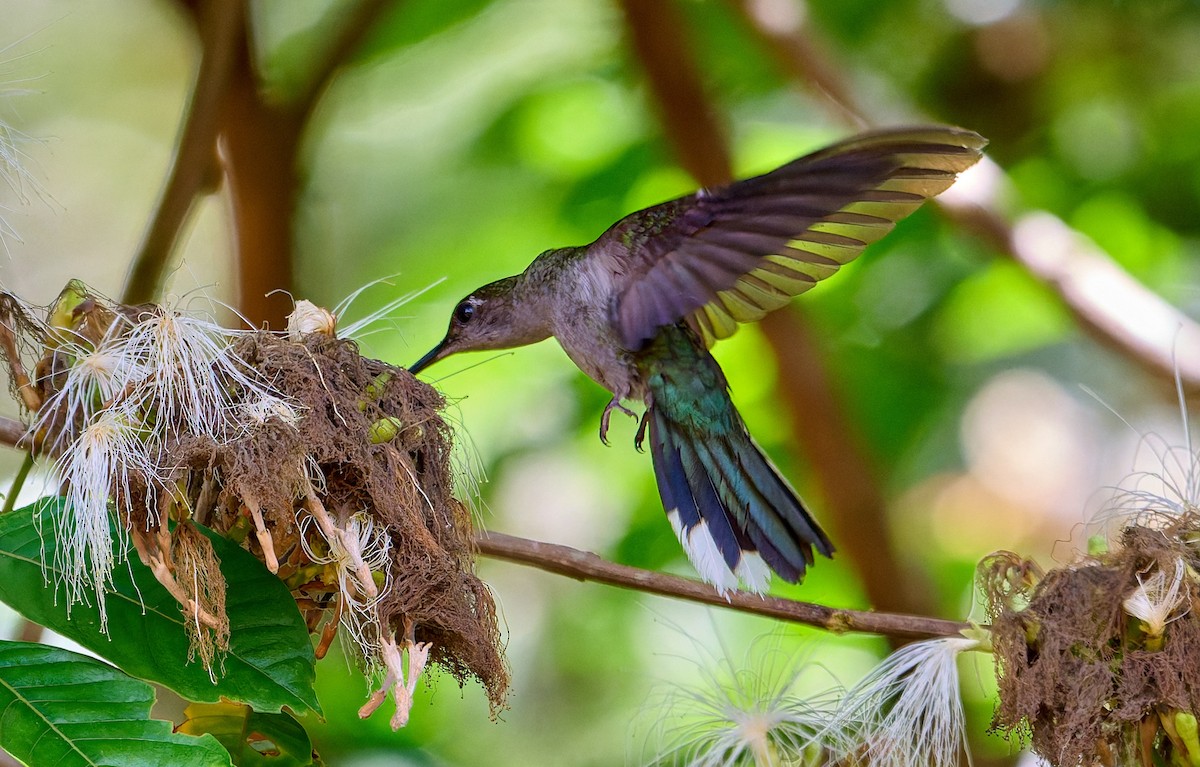 Gray-breasted Sabrewing - ML642816974
