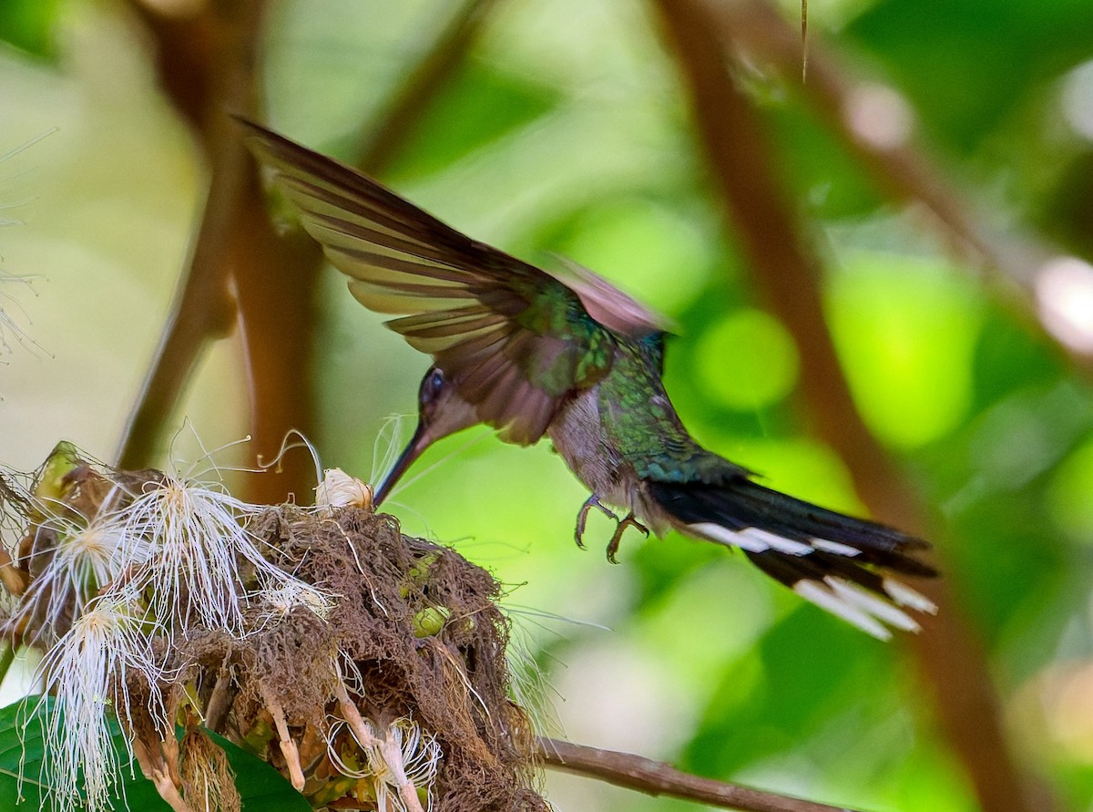 Gray-breasted Sabrewing - ML642816975