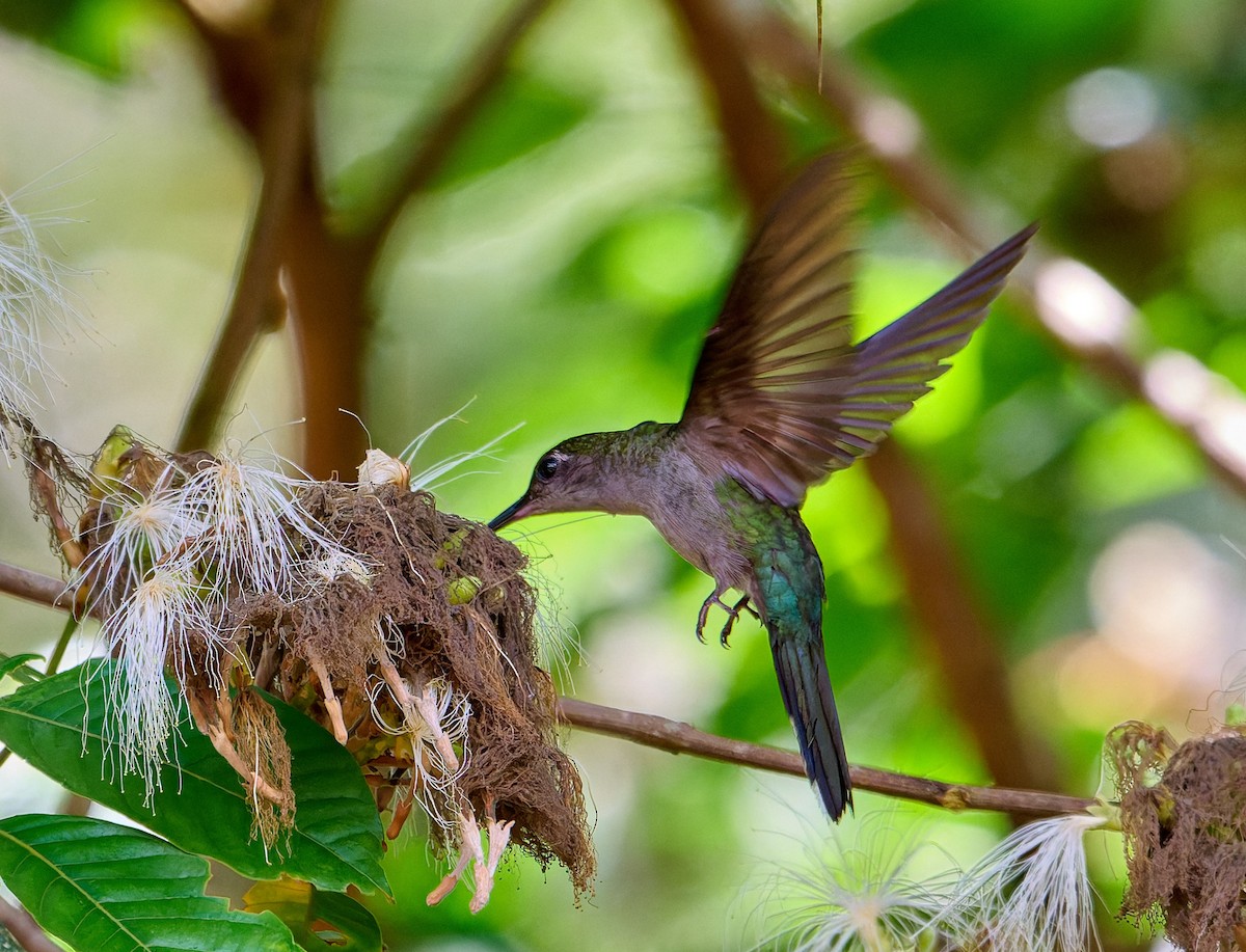 Gray-breasted Sabrewing - ML642816976