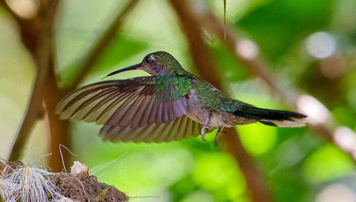 Gray-breasted Sabrewing - ML642816977