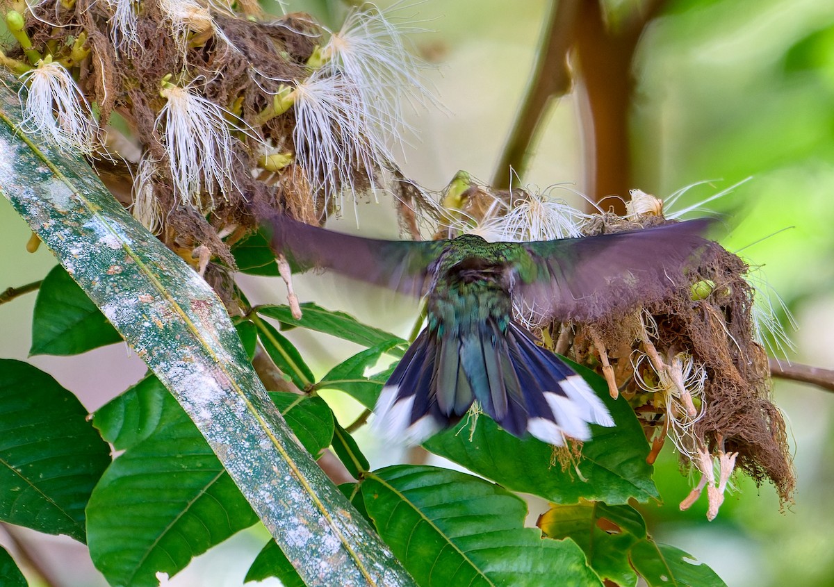 Gray-breasted Sabrewing - ML642816978
