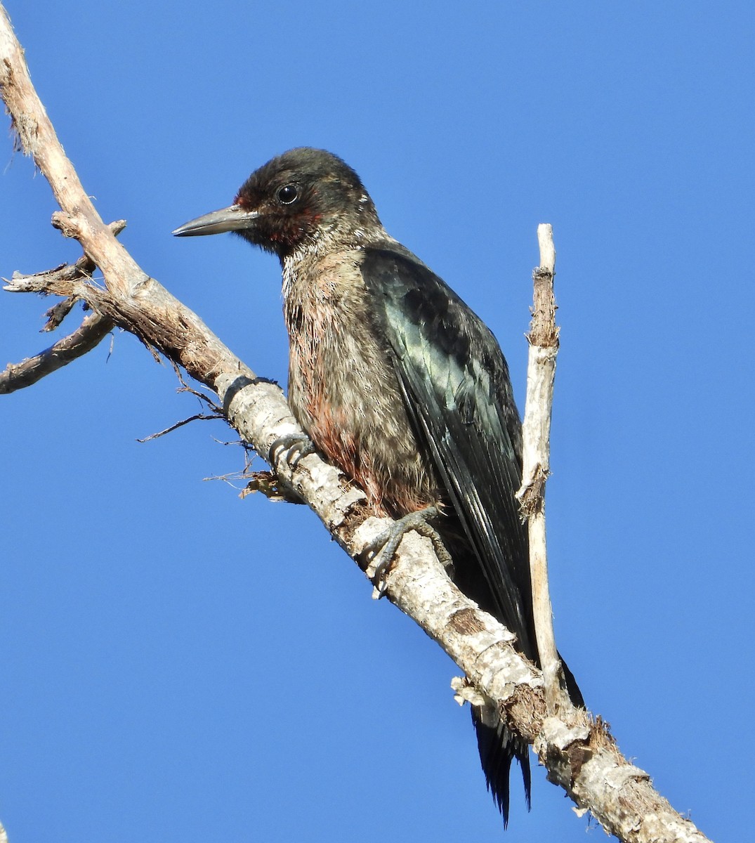 Lewis's Woodpecker - ML642816980