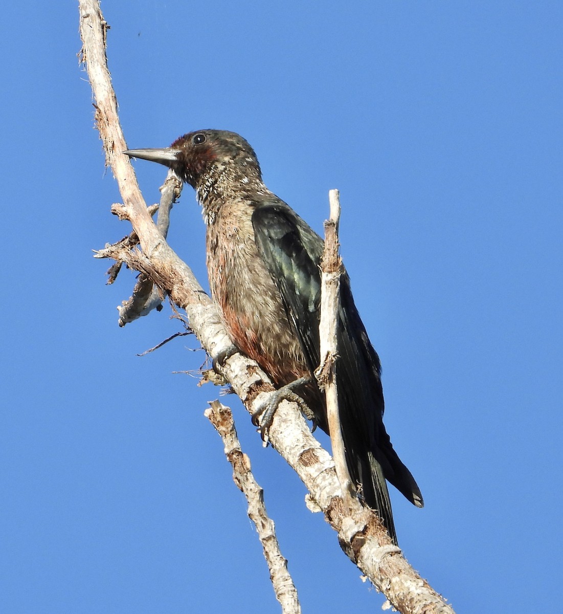 Lewis's Woodpecker - ML642816981