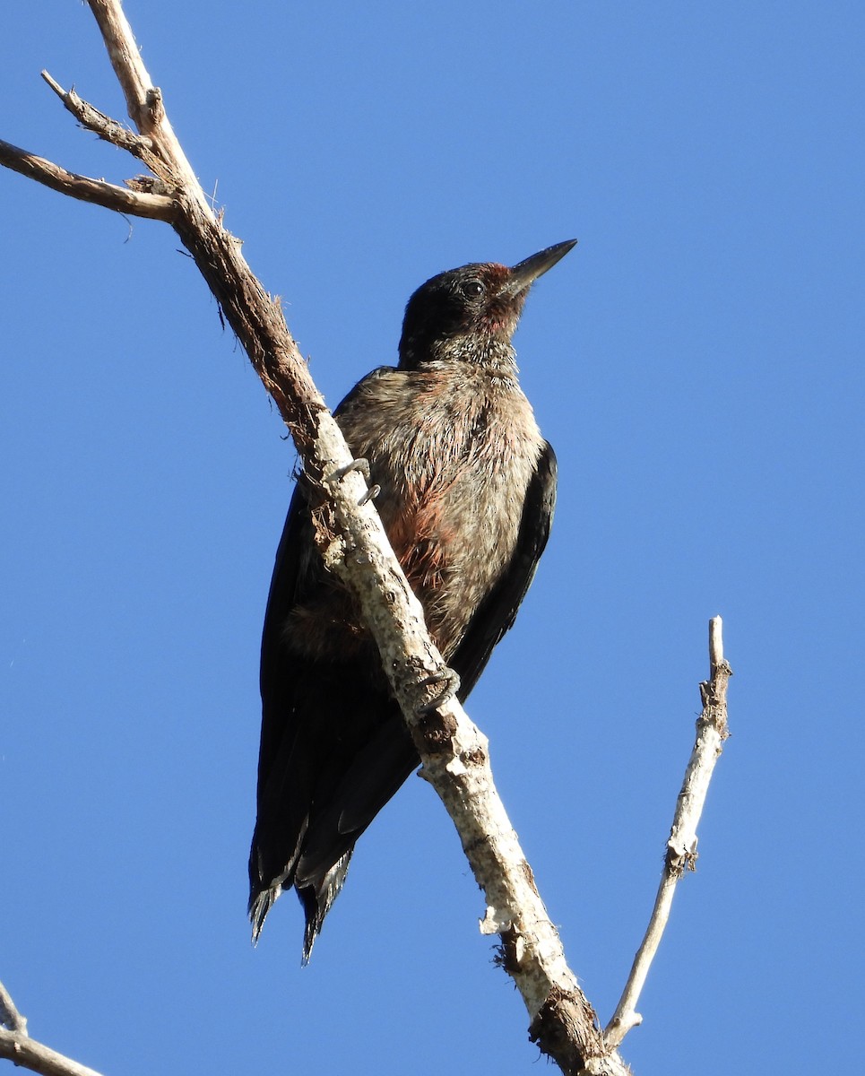 Lewis's Woodpecker - ML642816982