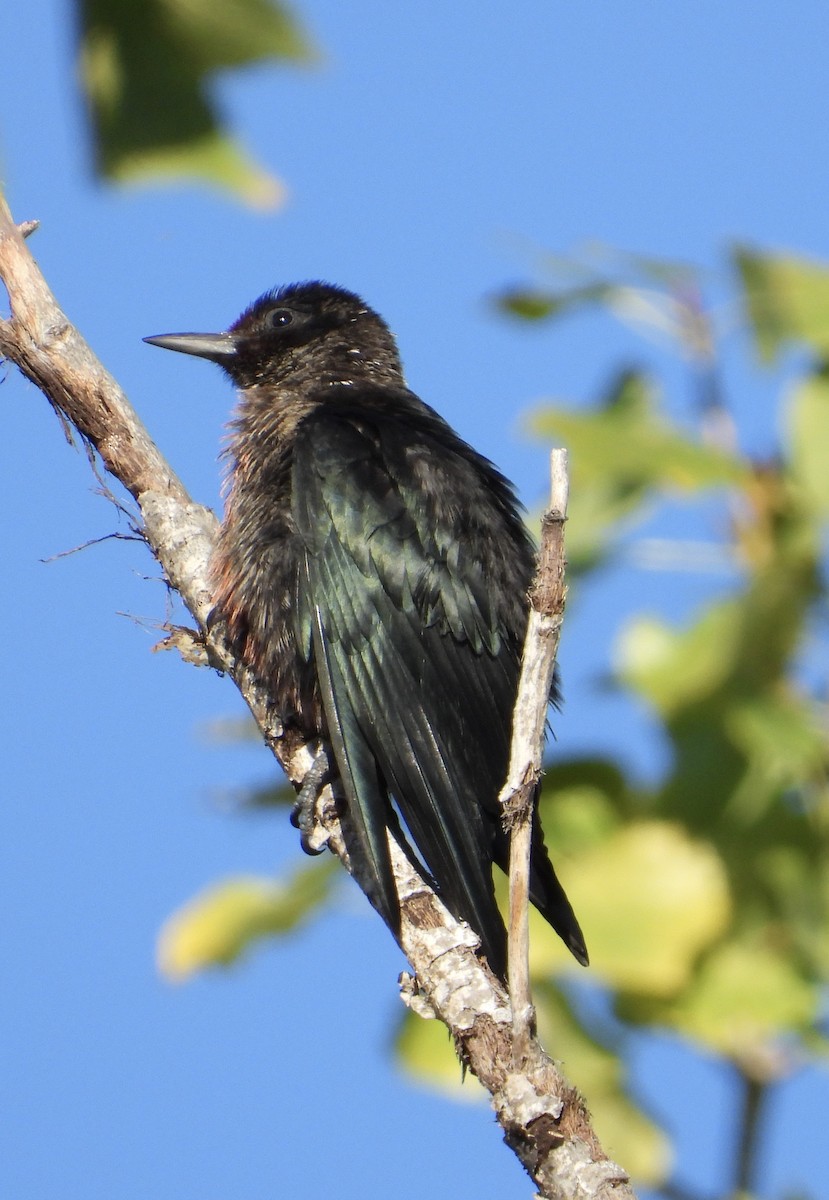 Lewis's Woodpecker - ML642816983