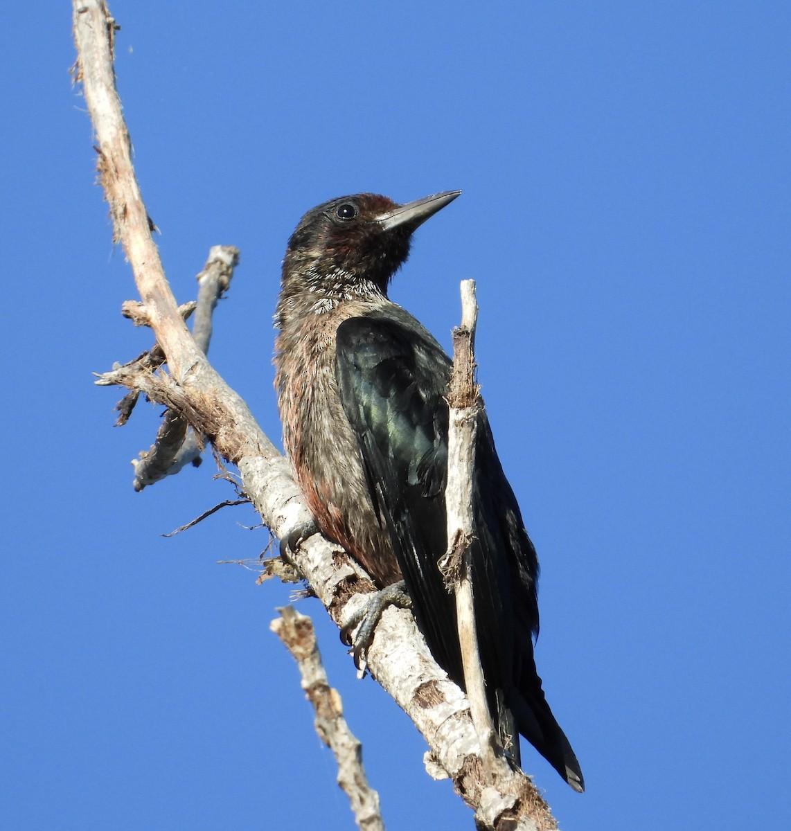 Lewis's Woodpecker - ML642816984