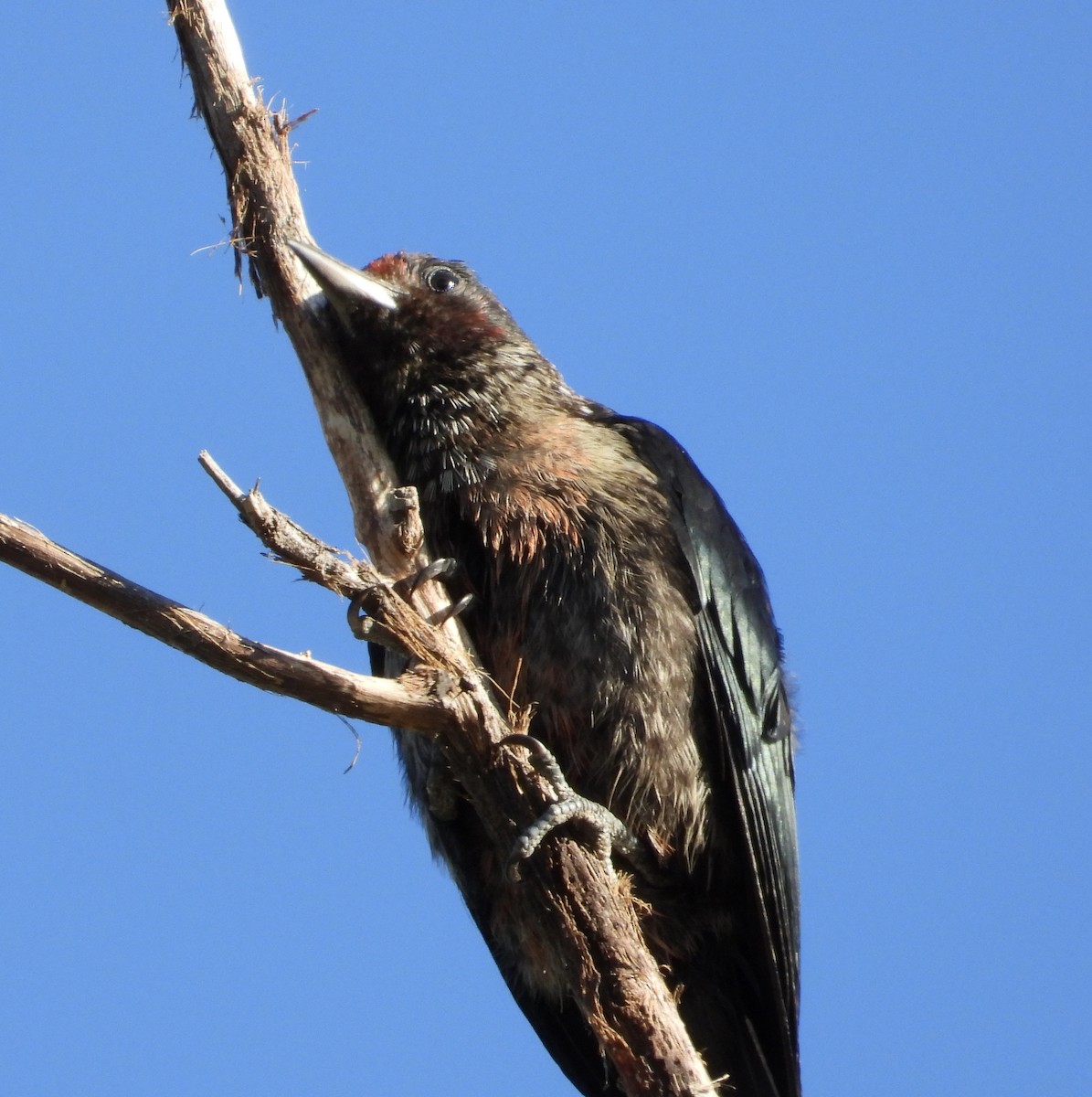 Lewis's Woodpecker - ML642816985