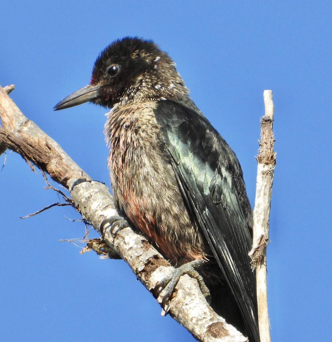 Lewis's Woodpecker - ML642816986