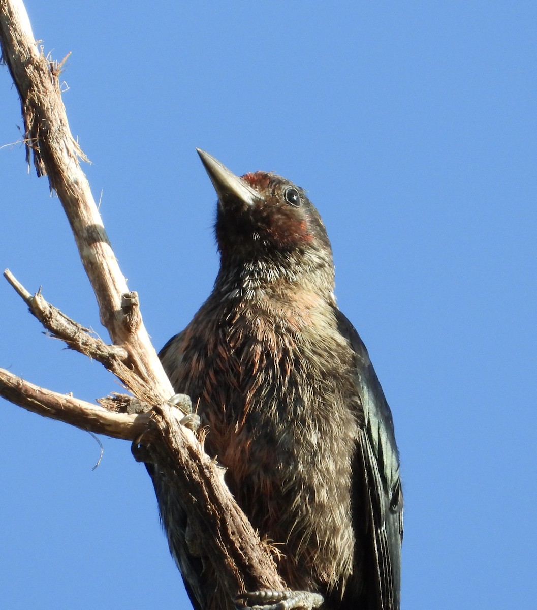 Lewis's Woodpecker - ML642816987