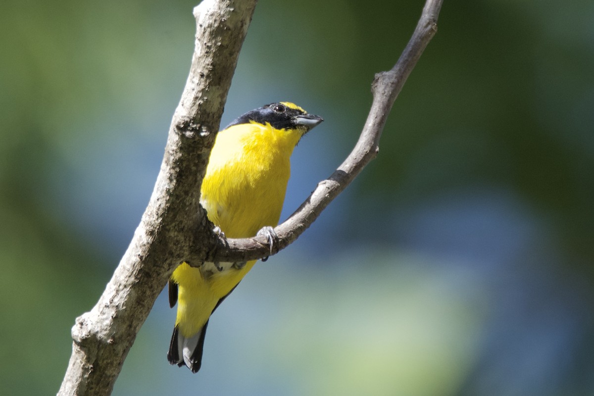 Yellow-throated Euphonia - ML642817002