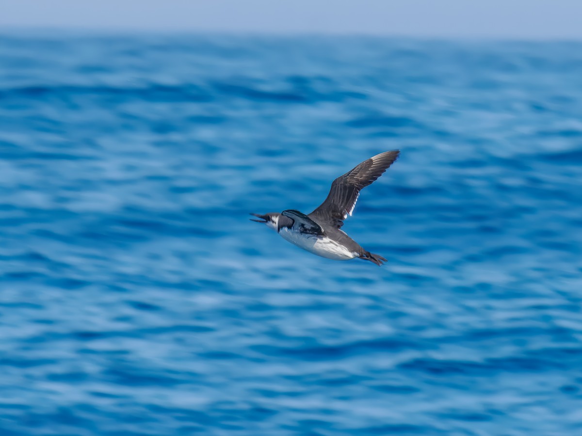 Common Murre - ML642817003