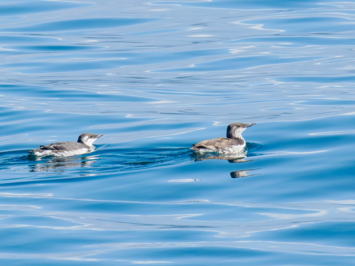 Common Murre - ML642817004