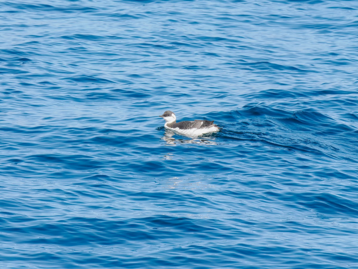 Common Murre - ML642817005