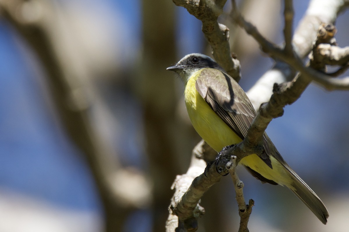 Social Flycatcher - ML642817011