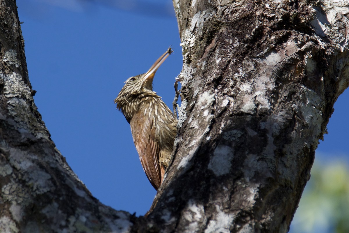 Streak-headed Woodcreeper - ML642817014